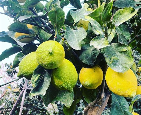 Pourquoi Les Feuilles De Mon Citronnier Jaunissent R Seau Agricole