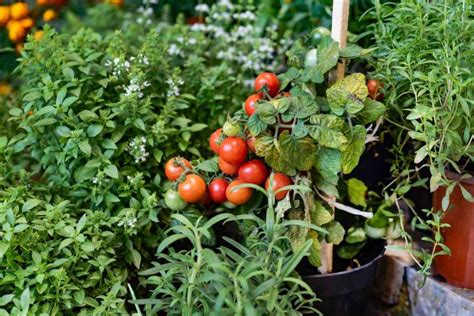 Qué planta se puede combinar con el tomate en el huerto Combina 5