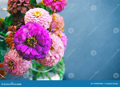 Zinnia Flower Blooms in Vase for Arrangement with Copy Space Stock ...