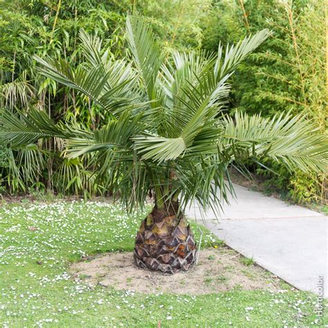 Palmiers Conseils De Plantation Et Dentretien