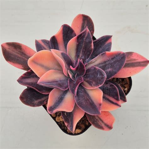 Echeveria Cv Hanaikada Variegated Korean Succulents