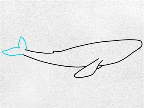 Blue Whale Drawing - HelloArtsy