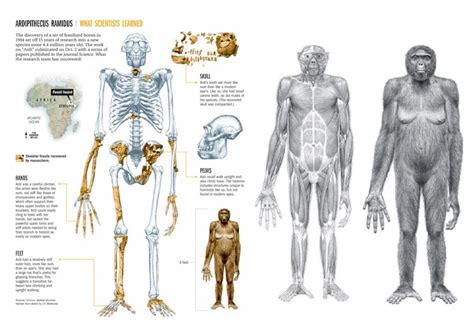 Ardipithecus - Alchetron, The Free Social Encyclopedia