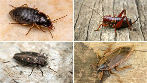 15 Bugs that Look Like Cockroaches (w/ Pictures)