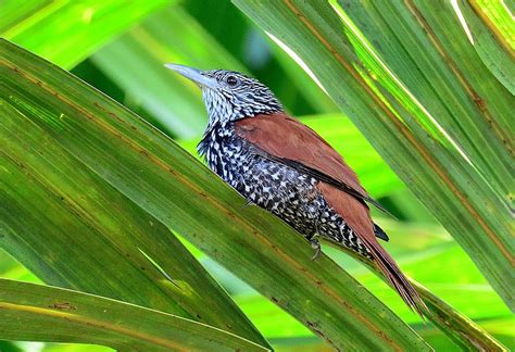 Foto Limpa Folha Do Buriti Berlepschia Rikeri Por Stephen Jones