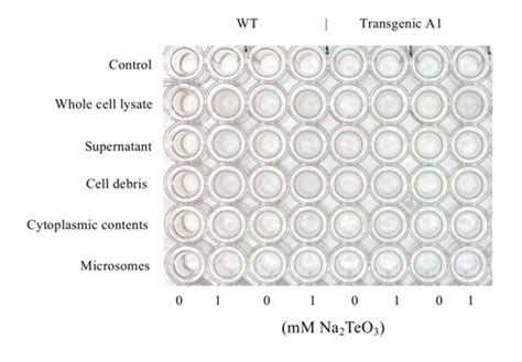 No tellurite reduction activity on soluble and insoluble fractions ...