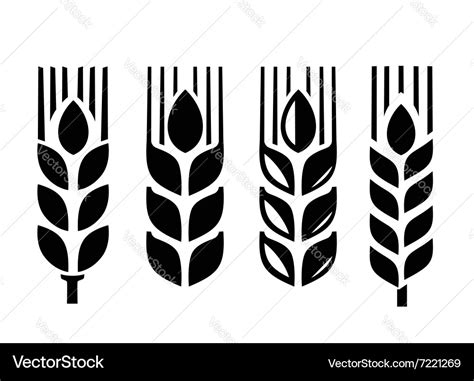 Black wheat Royalty Free Vector Image - VectorStock