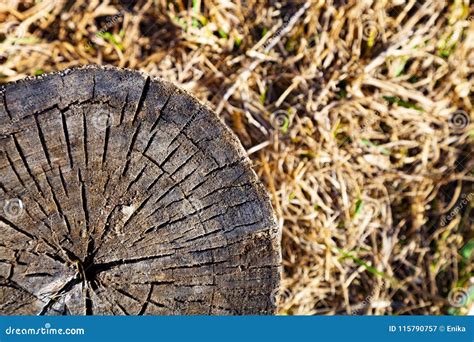 Wood Texture Round Cut Stock Image Image Of Ring 115790757