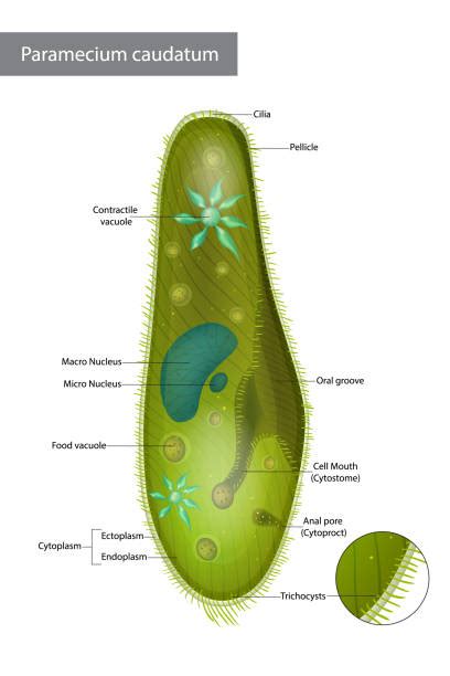 10+ Cytostome Paramécie Stock Illustrations, graphiques vectoriels libre de droits et Clip Art ...