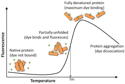 Glomelt Thermal Shift Protein Stability Kit Atlantis Bioscience