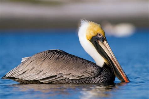 Deadly bird flu outbreak requires urgent coordinated response | The ...