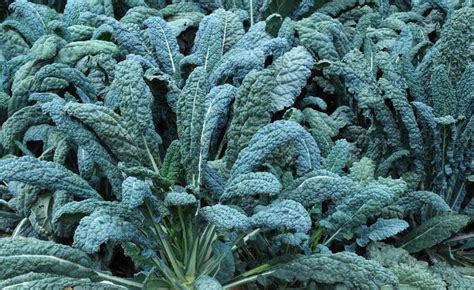 Kale Dinosaur Tuscan Lacinato Harvesting History