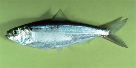 Image Of Alosa Sapidissima