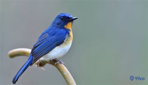 Ini Jenis Burung Tledekan Yang Paling Bagus Suaranya Sangat Merdu