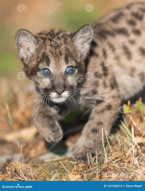 Cute mountain lion cub stock image. Image of eyes, catamount - 101428013