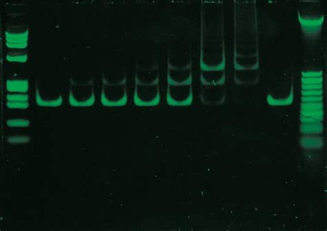 SYBR Green I Nucleic Acid Gel Stain 10 000X Concentrate In DMSO