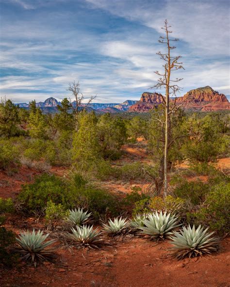 Agave Sedona | The Intimate Landscape