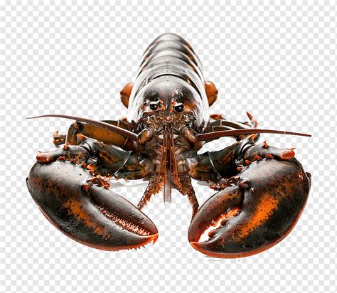 Langosta Americana Homarus Gammarus Cocina De Los Estados Unidos