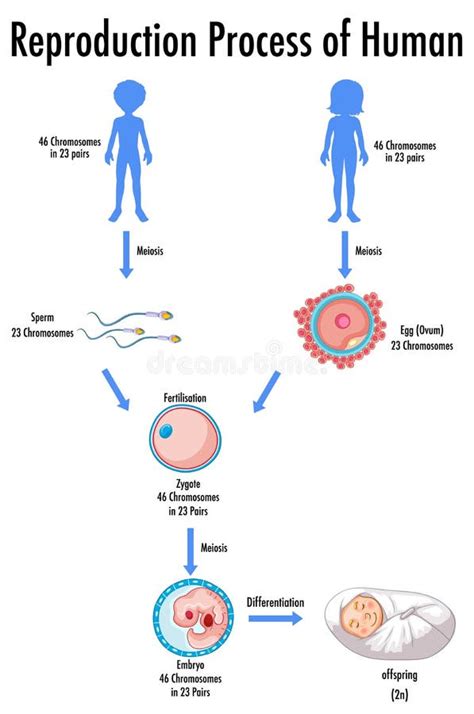 Reproduction Process Of Human Infographic Stock Vector Illustration