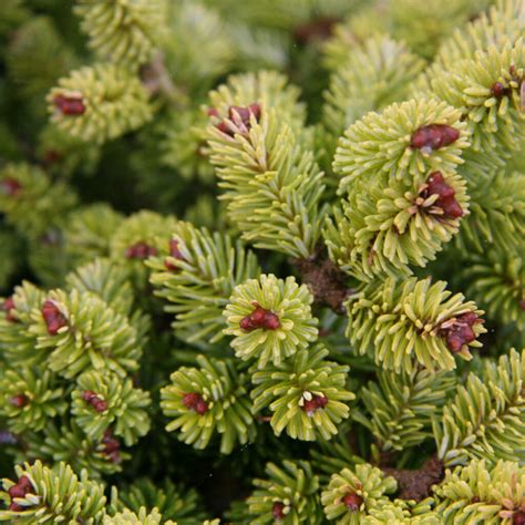 Abies Fraseri Recker Fraser Fir