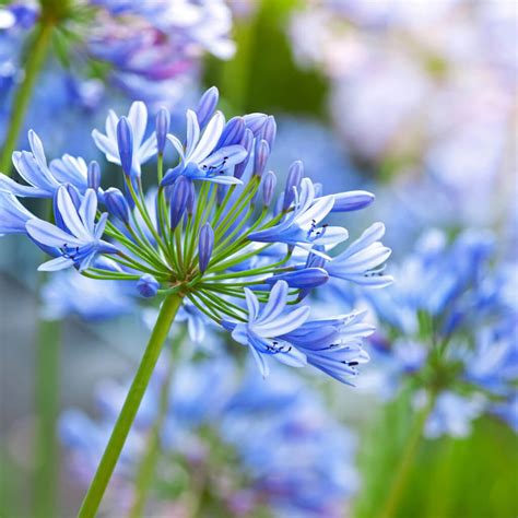 Agapanthus Tinkerbell Blue Lily Of The Nile Western Star Nurseries