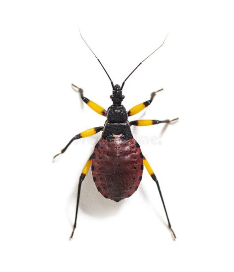 High View Of A Second Instar Nymph Of Of Two Spotted Assassin Bug Platymeris Biguttatus