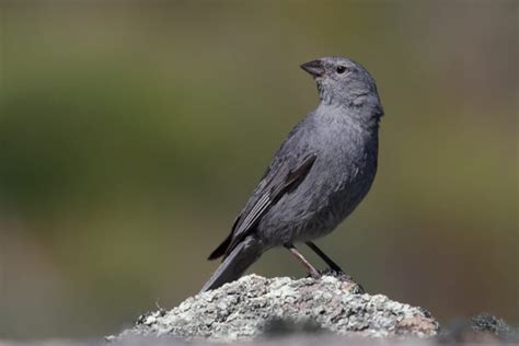 Soñar con Pájaro Plomo SIGNIFICADO COMPLETO