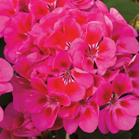 Pelargonium X Hortorum Tango Rose Splash Zonal Geranium Garden