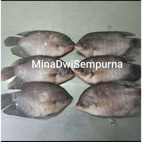 Jual Ikan Gurame Fresh Kg Isi Pcs Indonesia Shopee Indonesia