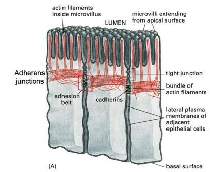 Adherens junctions ~ Biology Exams 4 U