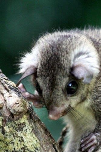 Palawan Pygmy Flying Squirrel Hylopetes Nigripes Flying Squirrel