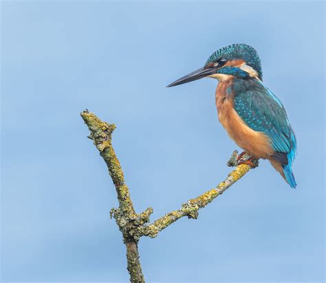 Stephen Burch S Birding Dragonfly Website Kingfisher