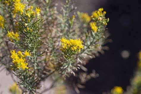 Plants Amwua