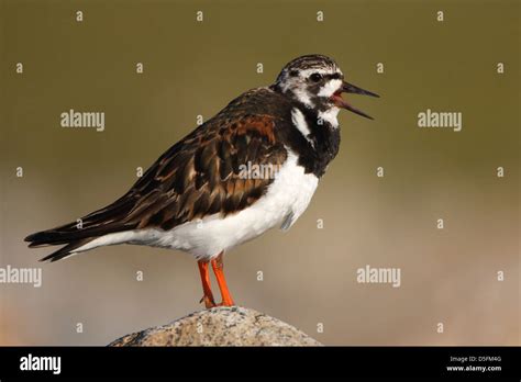 Ruddy Turnstone Arenaria Interpres Calling Along The North Sea Coast