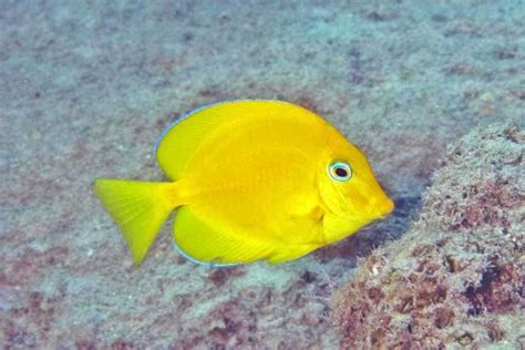 Acanthurus Coeruleus Blauwe Doktersvis