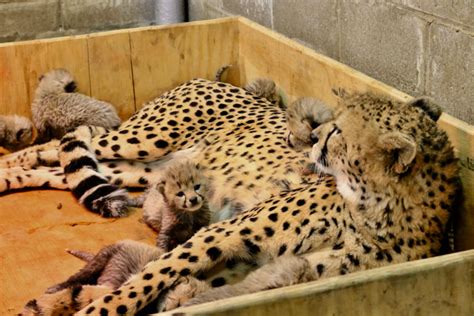 Eight Cheetah Cubs Born At St Louis Zoo | St. Louis, MO Patch