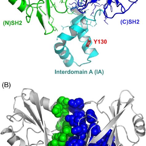 The Structure Of Syk Tandem Sh2 Tsh2 Pdb Id 1a81 Chains A And B