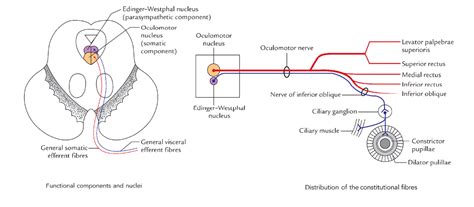 Easy Notes On 【oculomotor Nerve】learn In Just 3 Minutes Earths Lab