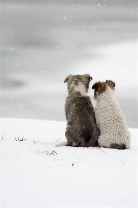 Puppies In The Snow Pictures, Photos, and Images for Facebook, Tumblr ...