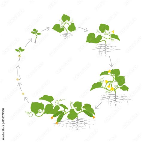 Crop Of Cucumber Plant Circular Round Growth Stages Vector Illustration Cucumis Sativus