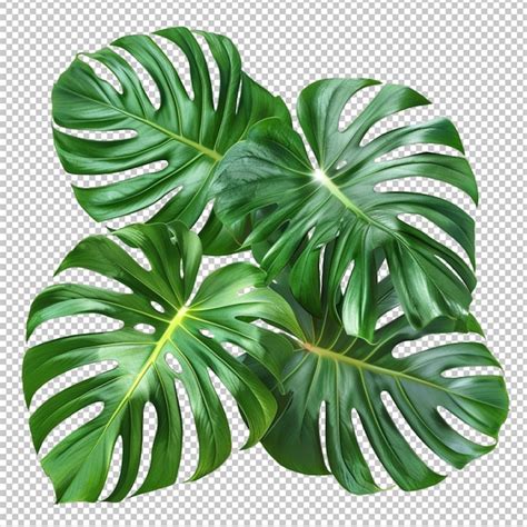 Premium PSD Monstera Deliciosa Tropical Leaf Isolated