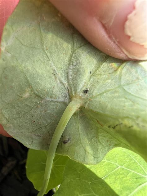Ladybug Eggs - help id please! : r/vegetablegardening