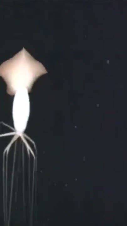 Close Up Of Bigfin Squid Magnapinna Magnapinnasquid997 Youtube