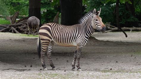 Hartmann S Mountain Zebra Equus Zebra Hartmannae An Endangered Zebra