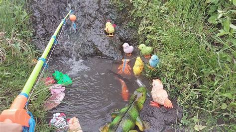 Seru Mancing Ikan Hias Ikan Ikan Ikan Koi Ikan Koki Lobster