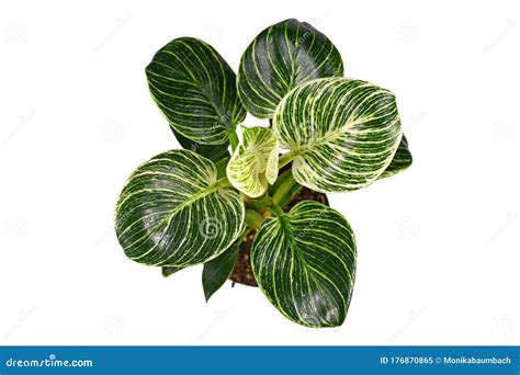 Top View Of Tropical `philodendron Birkin` Plant With White Stripes On