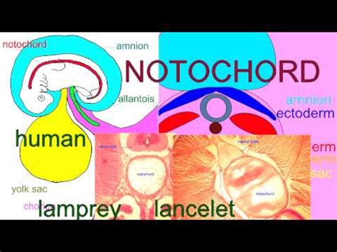 EMBRYONIC DEVELOPMENT: THE NOTOCHORD - YouTube