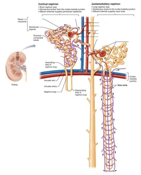 Nephron Blood Vessels Diagram Quizlet