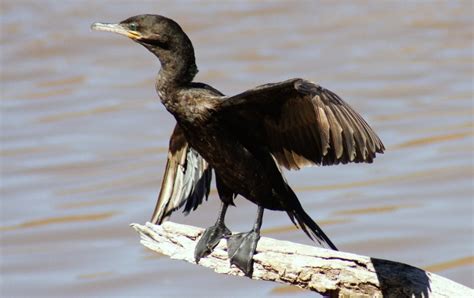 Cormorant – "OCEAN TREASURES" Memorial Library