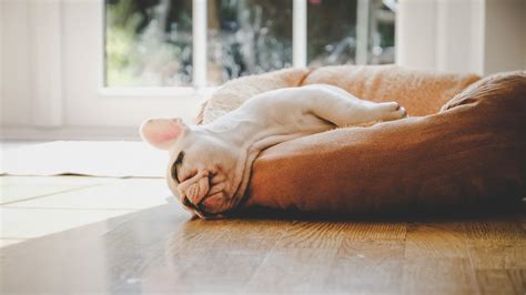 Cómo Hago Para Que Mi Cachorro Duerma Más Por La Noche